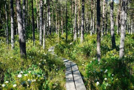 Puidust rada Eesti metsas